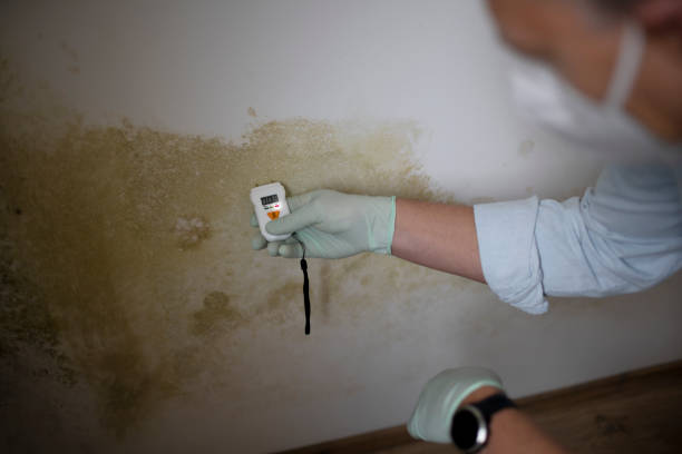 Best Mold Remediation for Specific Building Types in Midway, FL