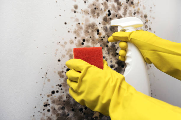 Best Industrial Mold Remediation in Midway, FL