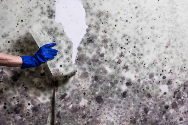 Best DIY Mold Remediation Support Services in Midway, FL